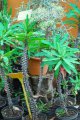 Epines du christ. EUPHORBIAMILII. MADAGASCAR. Euphorbiaceae. 1-2m
